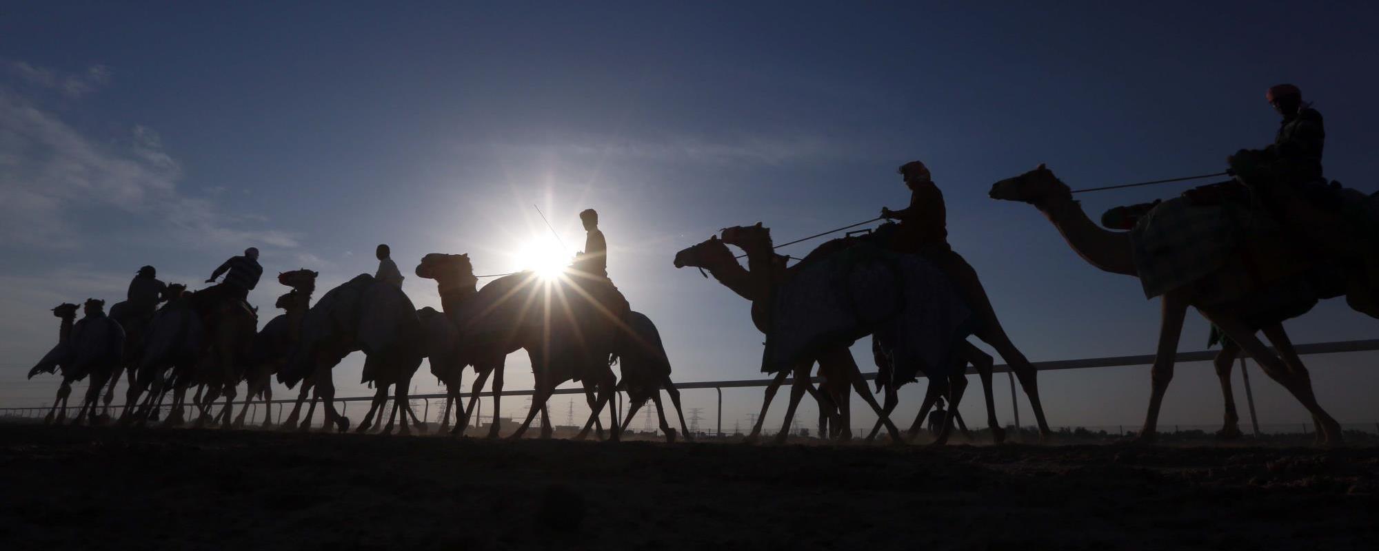 Al Dhafra Festival 2019 | Abu Dhabi Culture